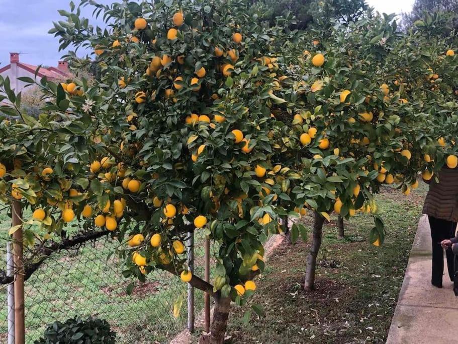 Laurus Appartamento Premantura
