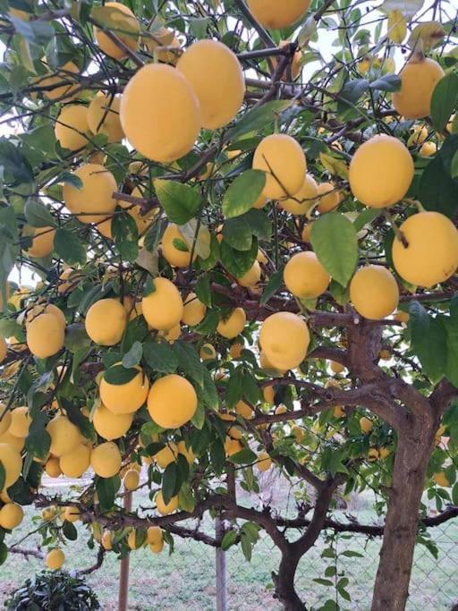 Laurus Appartamento Premantura